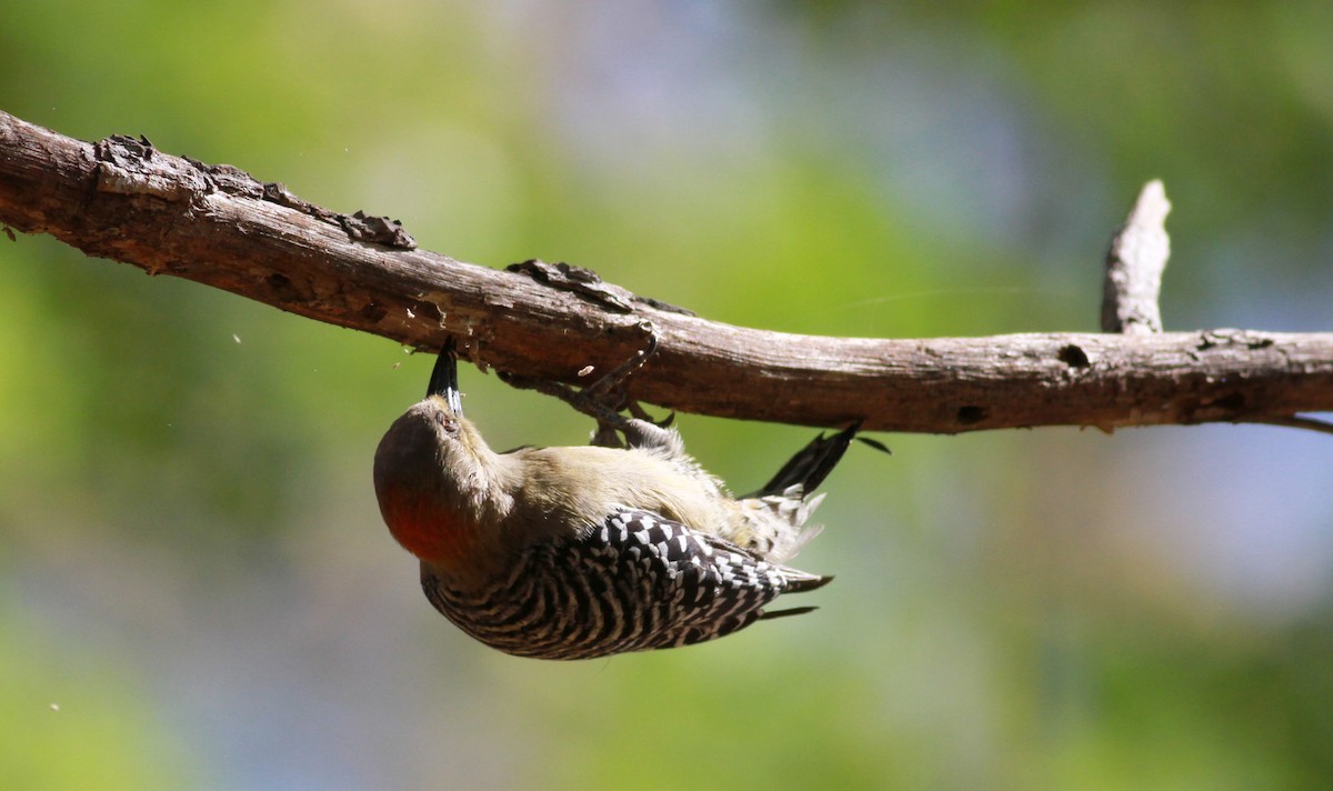 Red-crowned Woodpecker - ML22131771