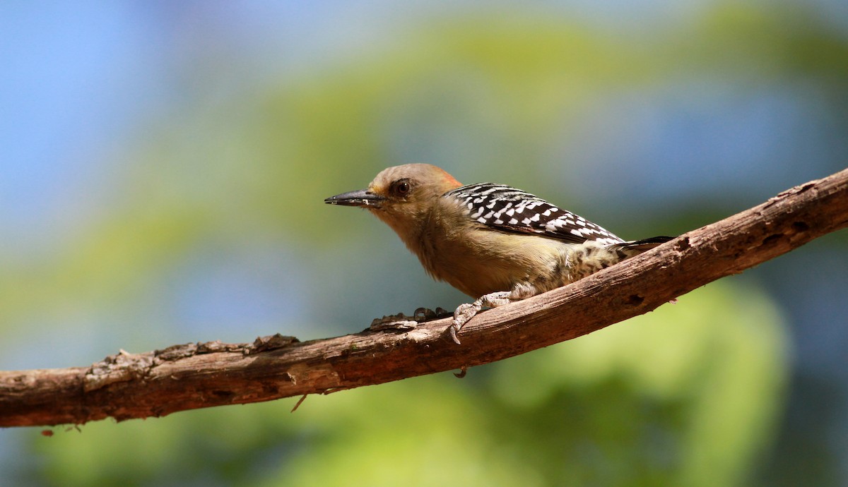 Red-crowned Woodpecker - Jay McGowan