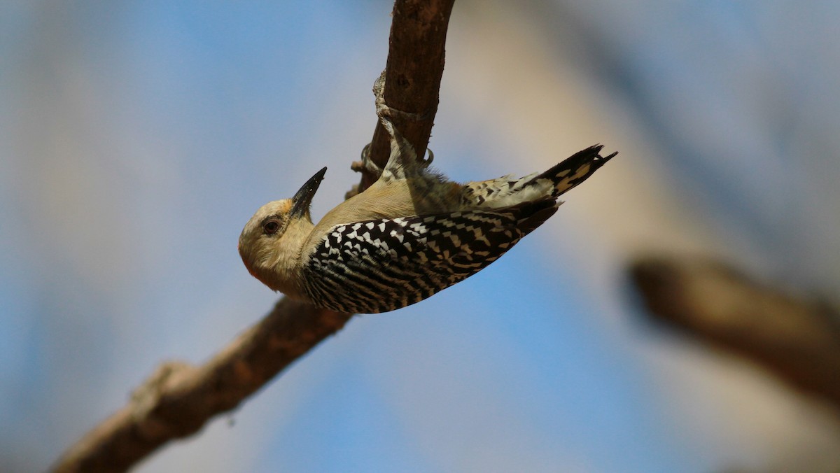 Red-crowned Woodpecker - ML22131871