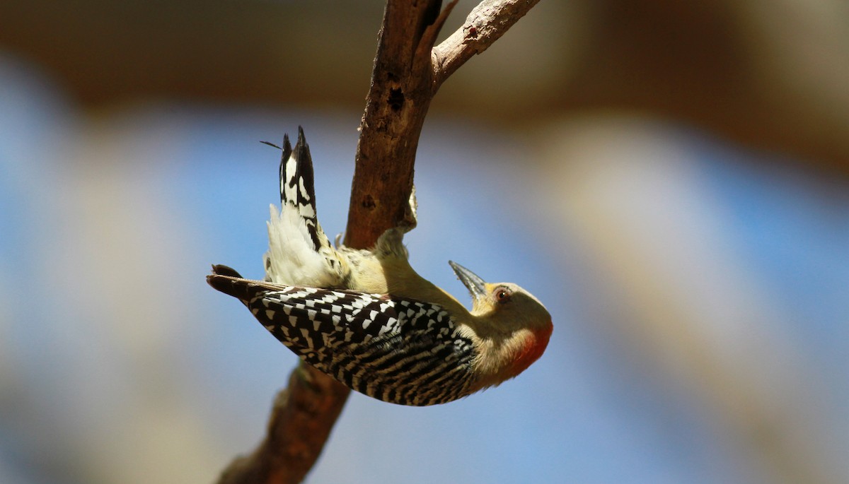 Red-crowned Woodpecker - ML22131891