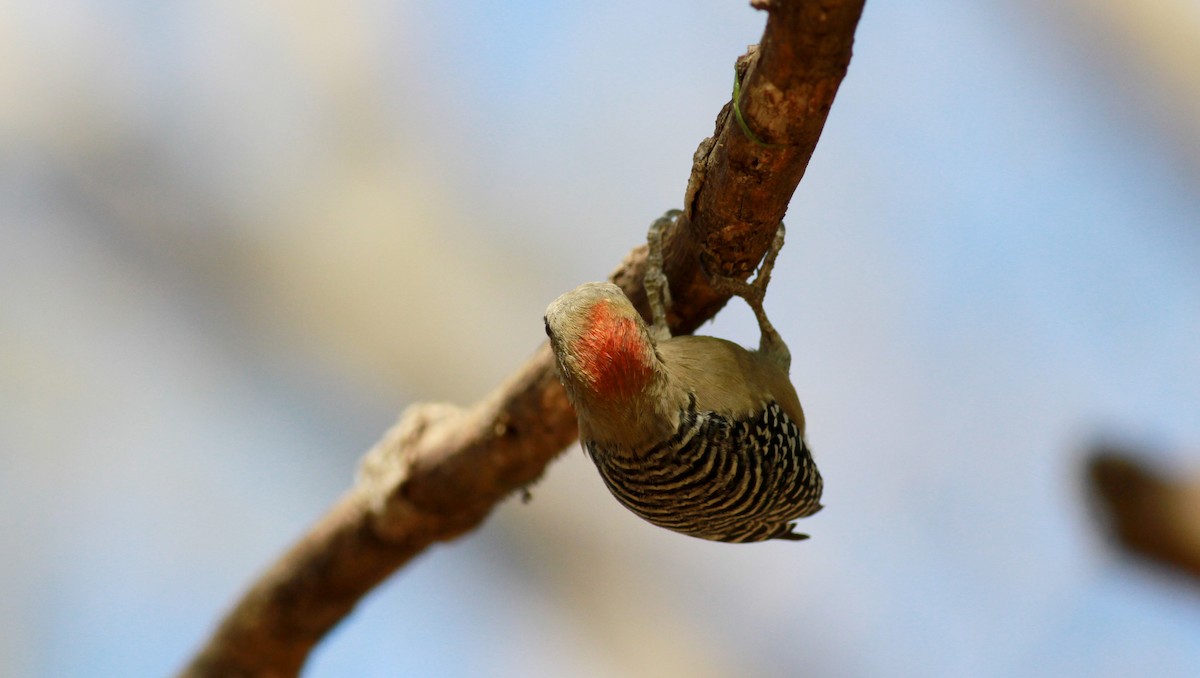 Red-crowned Woodpecker - ML22131941