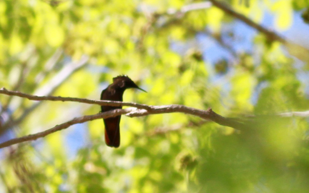 Ruby-topaz Hummingbird - Jay McGowan