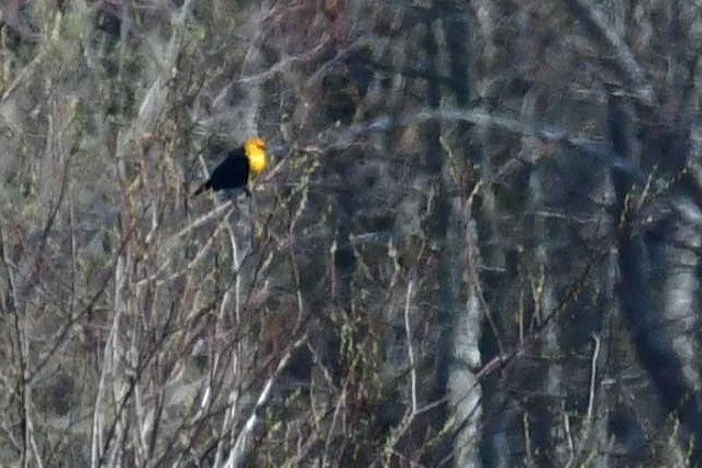 Yellow-headed Blackbird - ML221320991