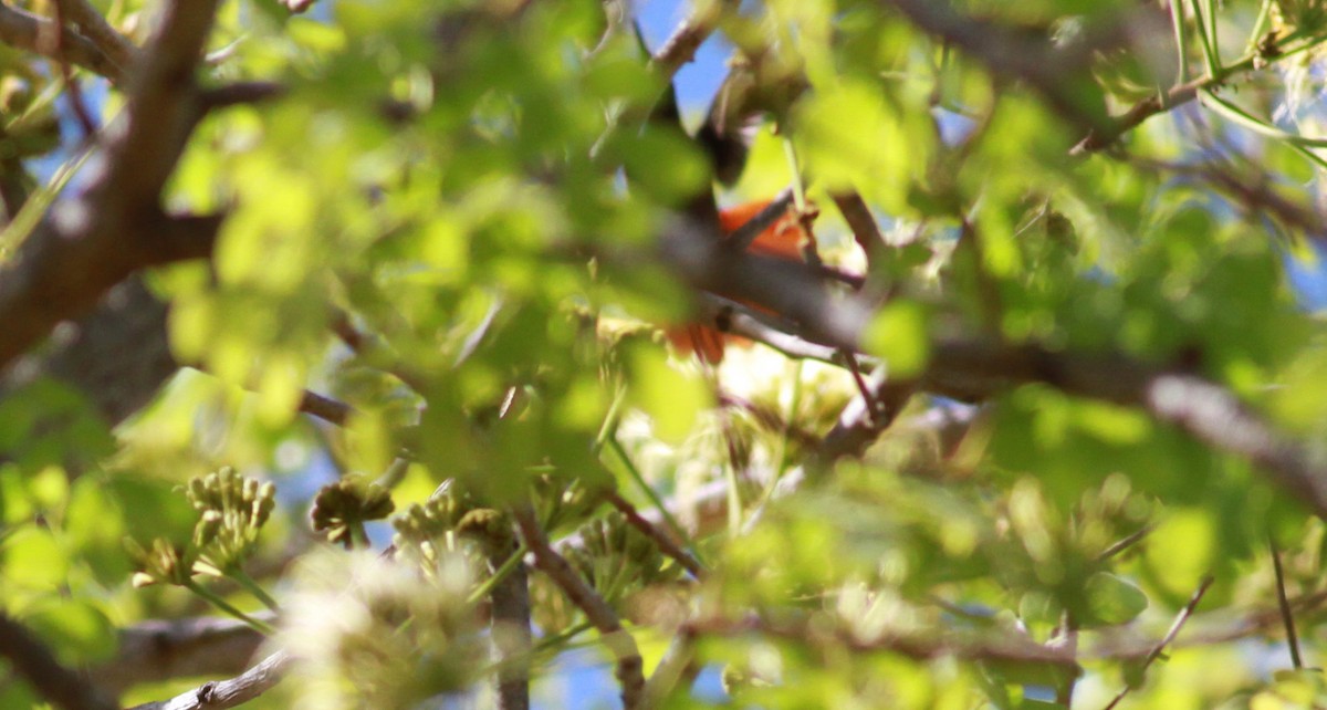 Ruby-topaz Hummingbird - ML22132151