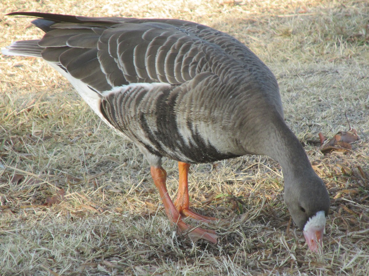 Greater White-fronted Goose - ML22132341