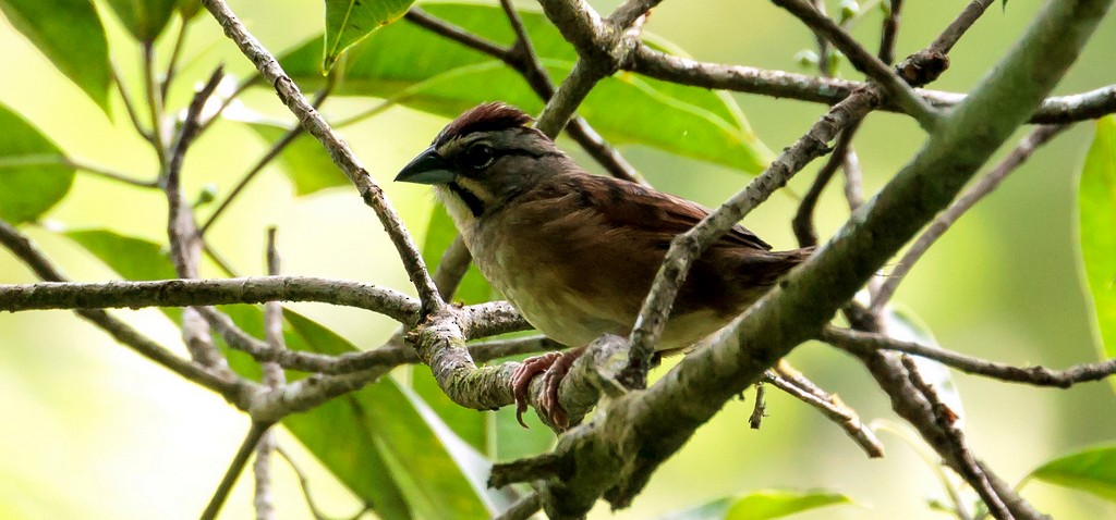 Rusty Sparrow - Rolando Chávez