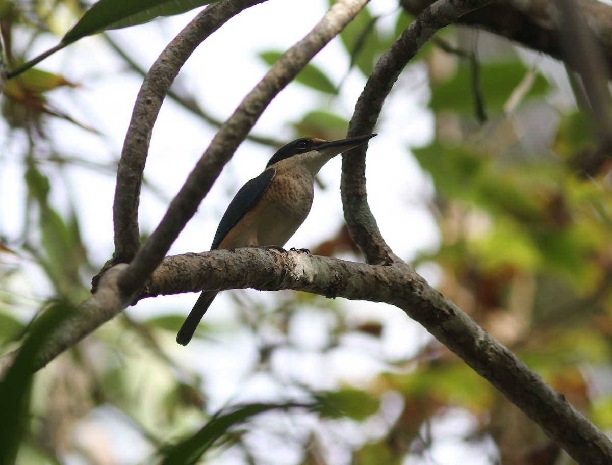 Sacred Kingfisher (Australasian) - ML221333381
