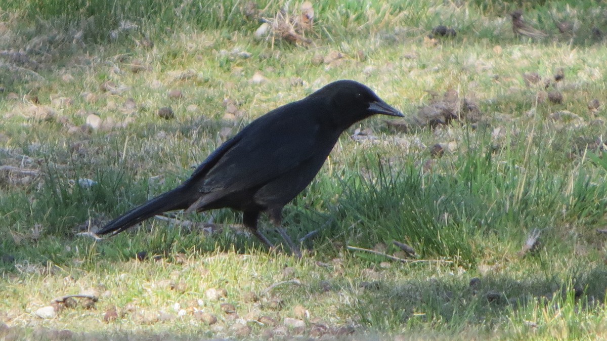 Austral Blackbird - Nelson  Contardo