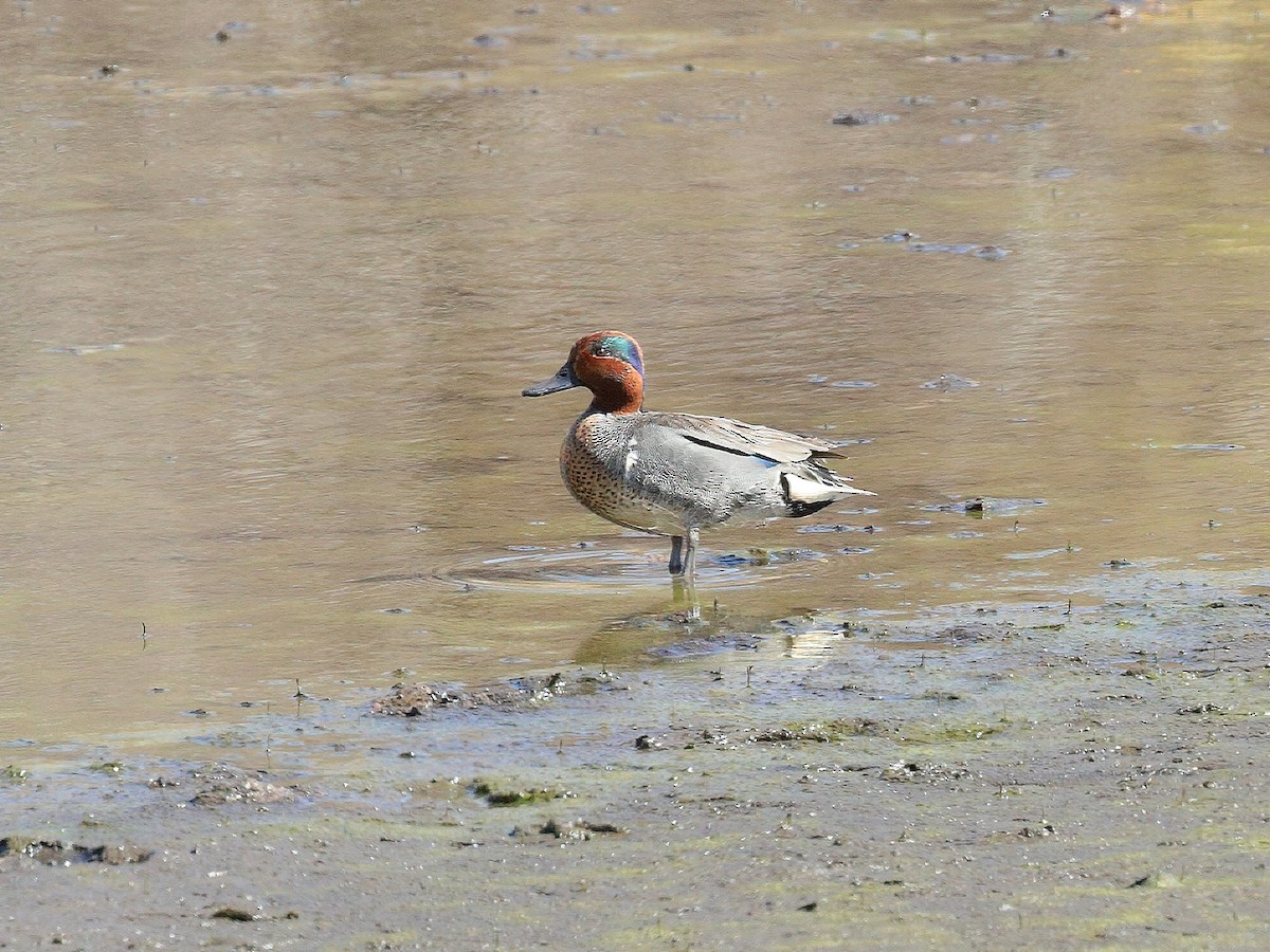 Green-winged Teal - ML221334821