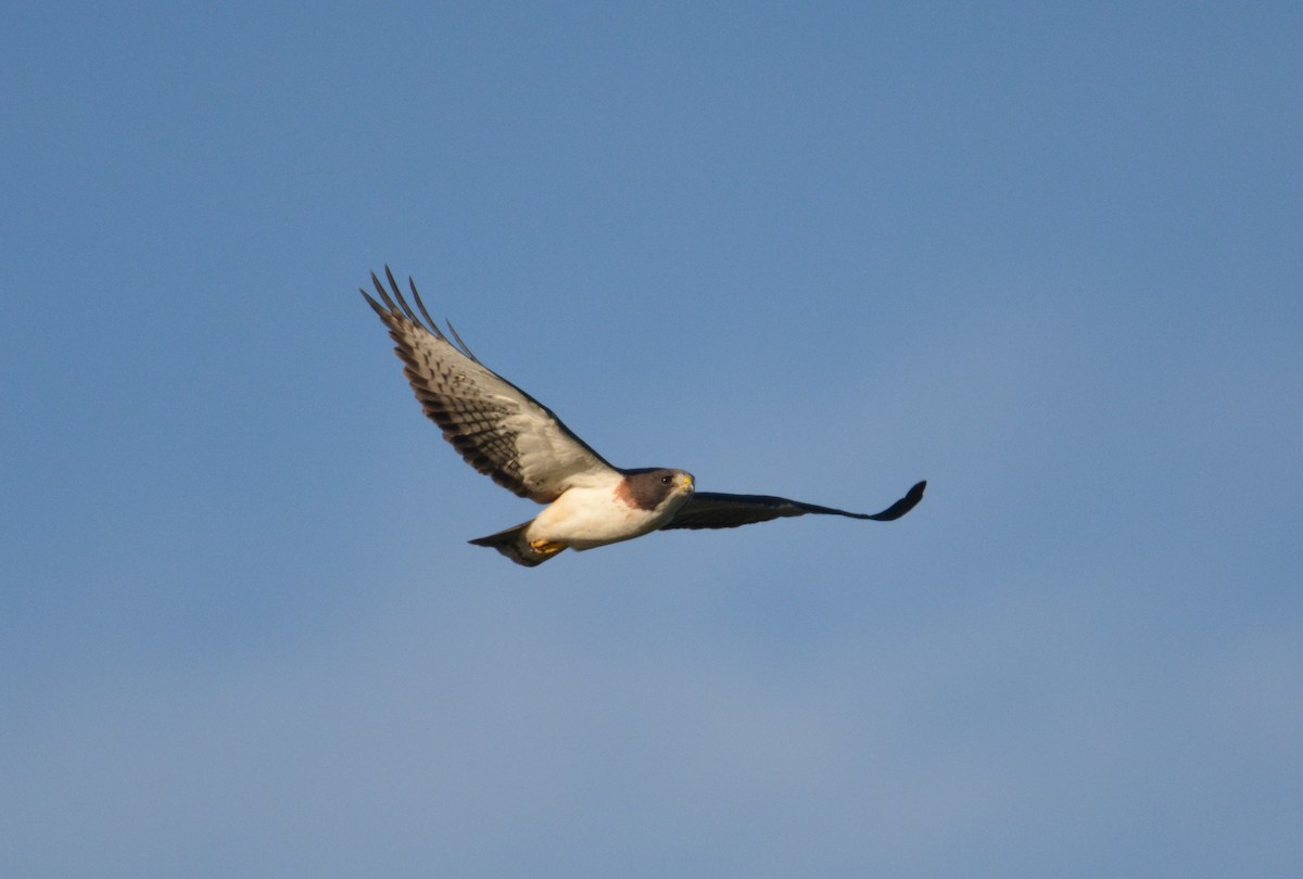 Short-tailed Hawk - Cole Fredricks