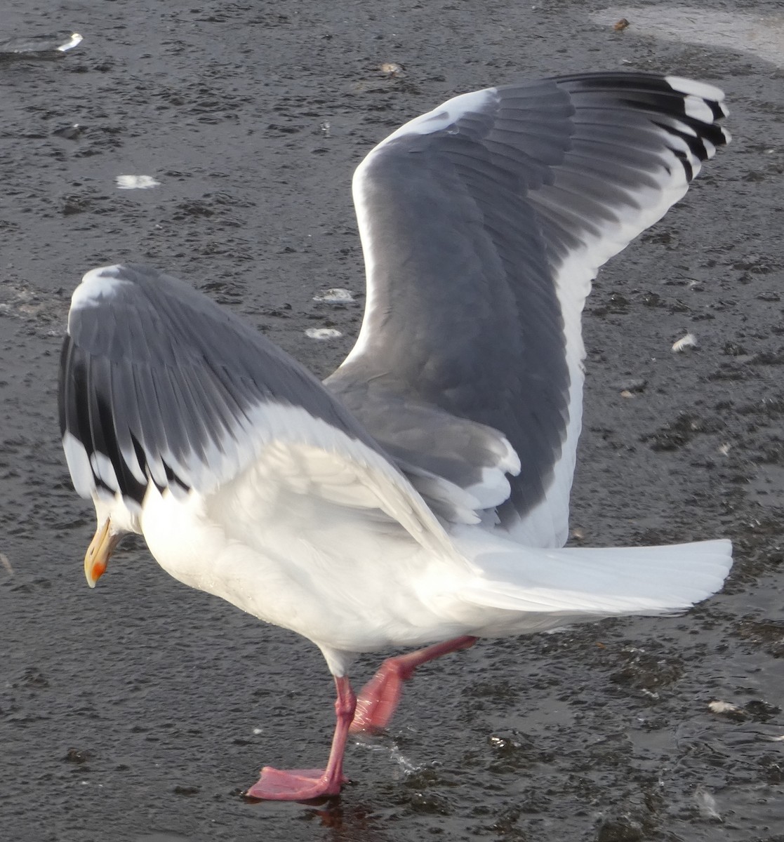 ML221342511 Herring Gull (Vega) Macaulay Library