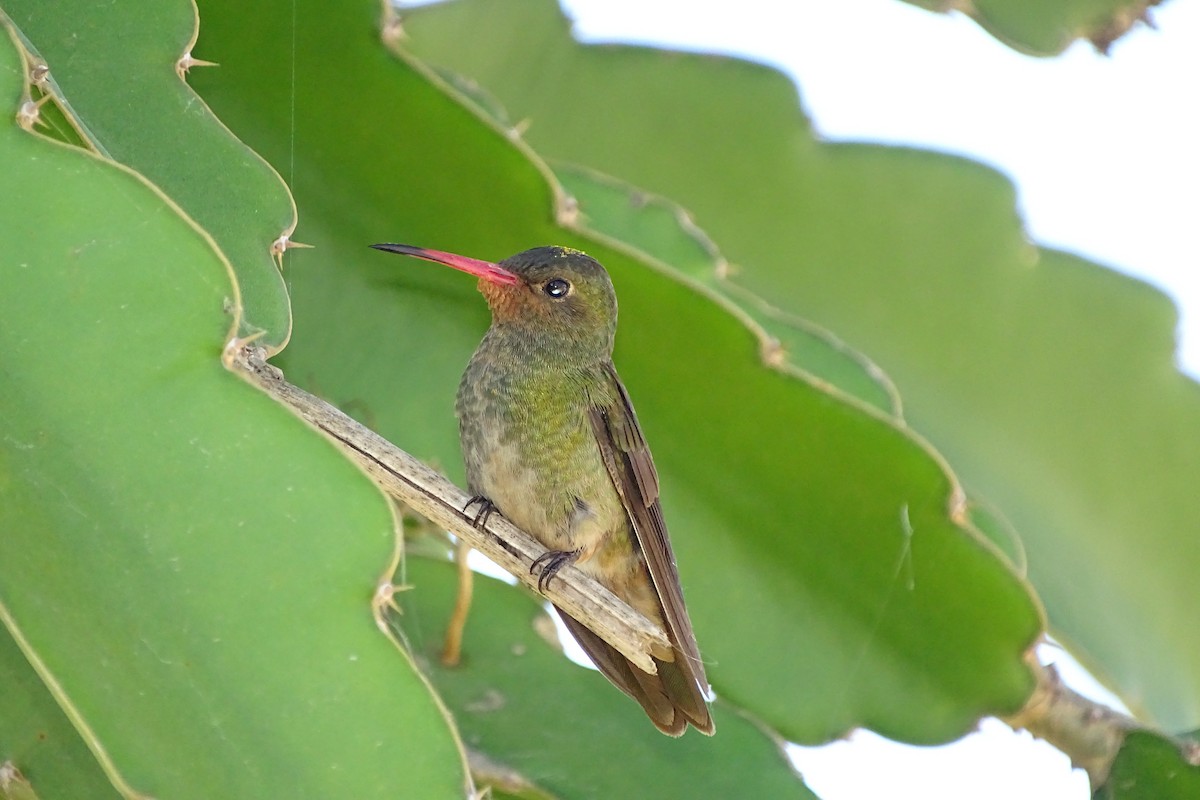 Gilded Hummingbird - ML221349391