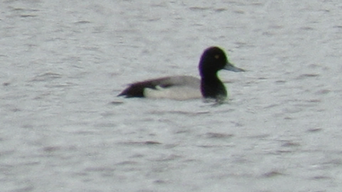 Greater Scaup - Paul Timm