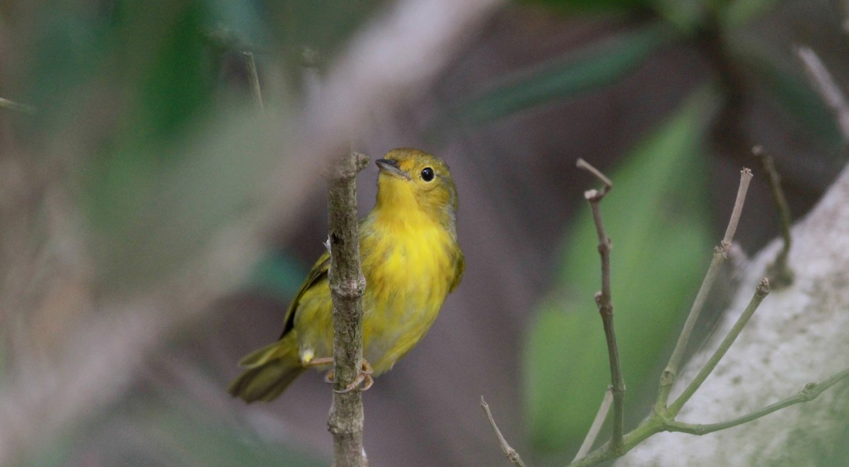 Yellow Warbler (Mangrove) - Jay McGowan