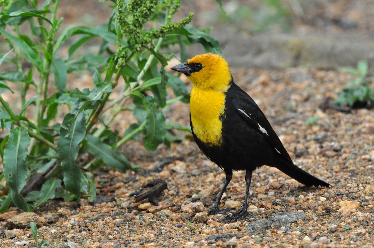 Yellow-headed Blackbird - Jake Cvetas