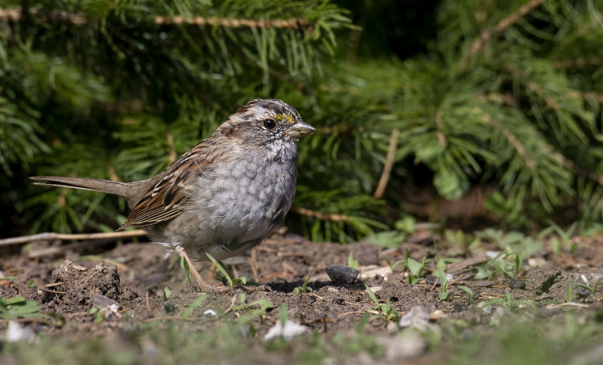 White-throated Sparrow - ML221372951
