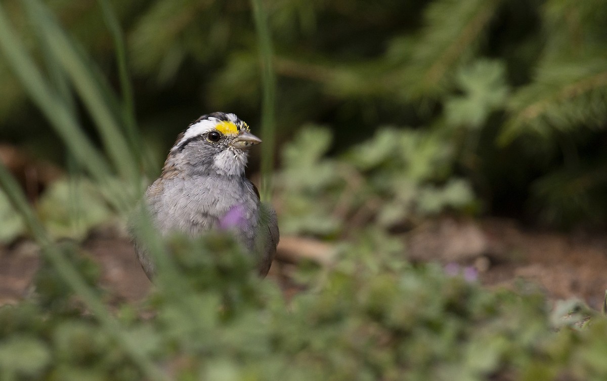 White-throated Sparrow - ML221372991