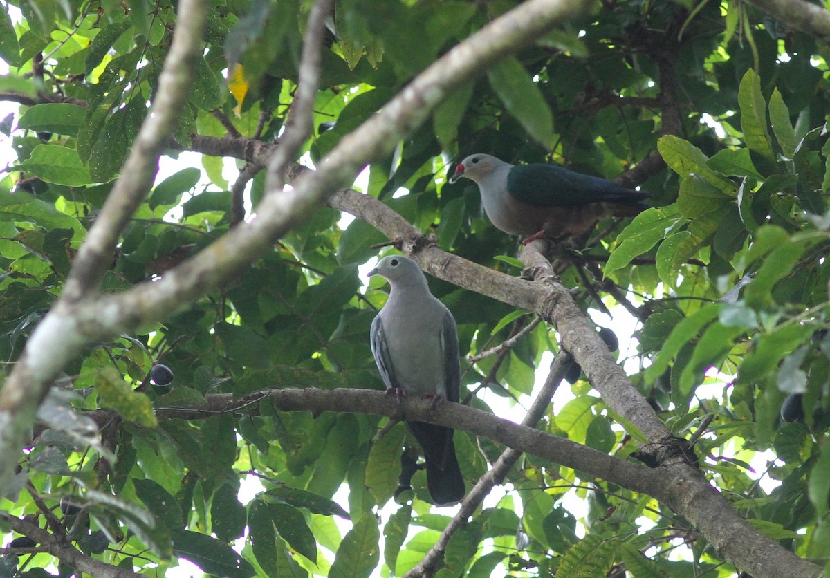 Red-knobbed Imperial-Pigeon - ML221378551