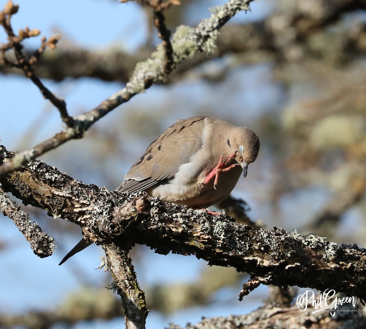 Mourning Dove - Phil Green
