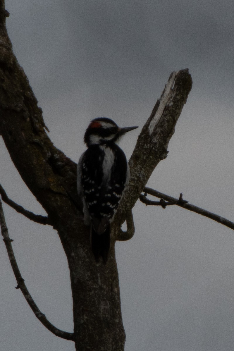 Hairy Woodpecker - ML221383821