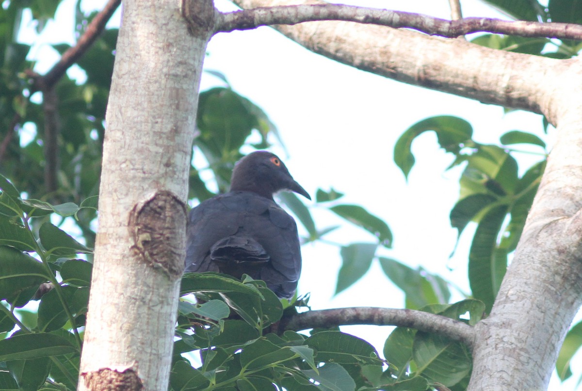 Вануатский плодовый голубь - ML221384121