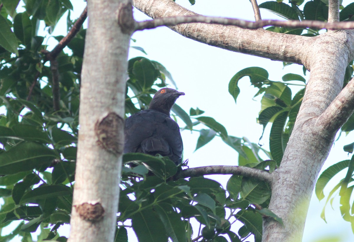 Вануатский плодовый голубь - ML221384151