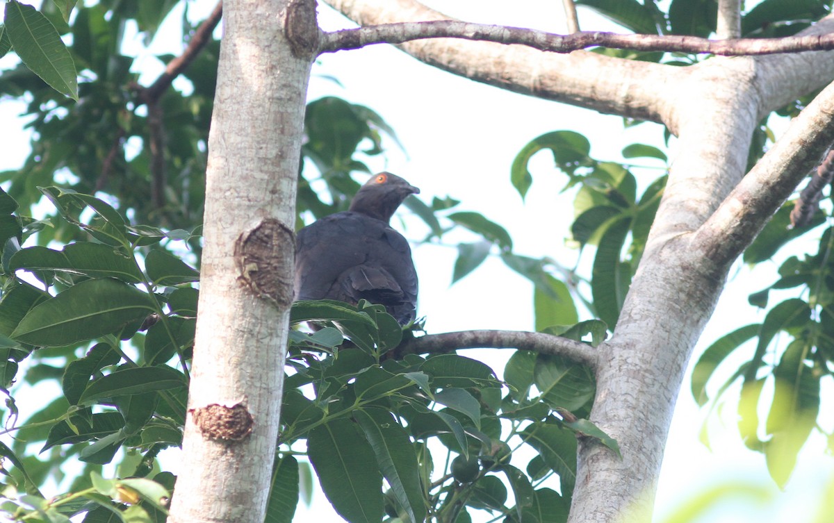 Вануатский плодовый голубь - ML221384201