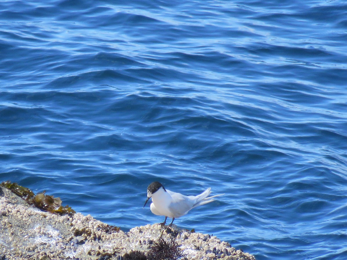 White-fronted Tern - ML221389641