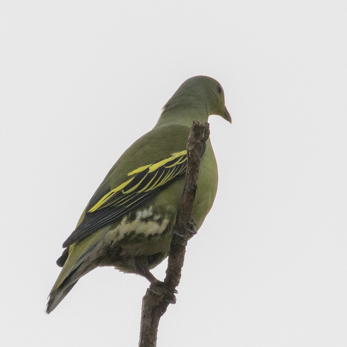 Gray-fronted Green-Pigeon - ML221390331