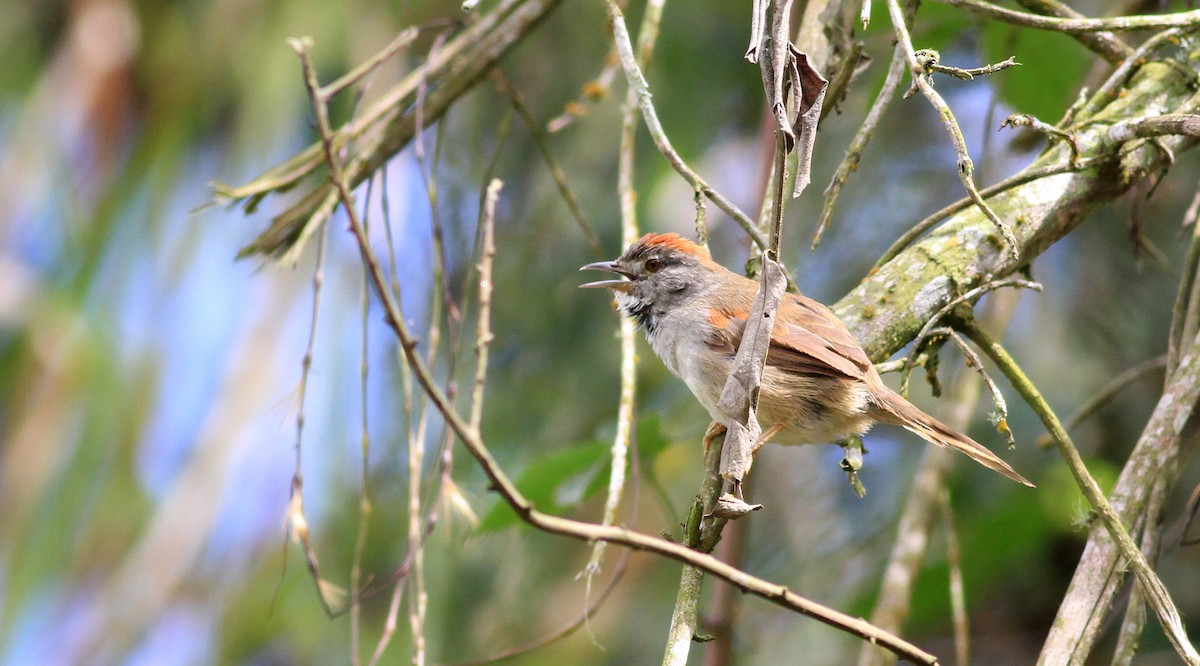 Pale-breasted Spinetail - ML22139281