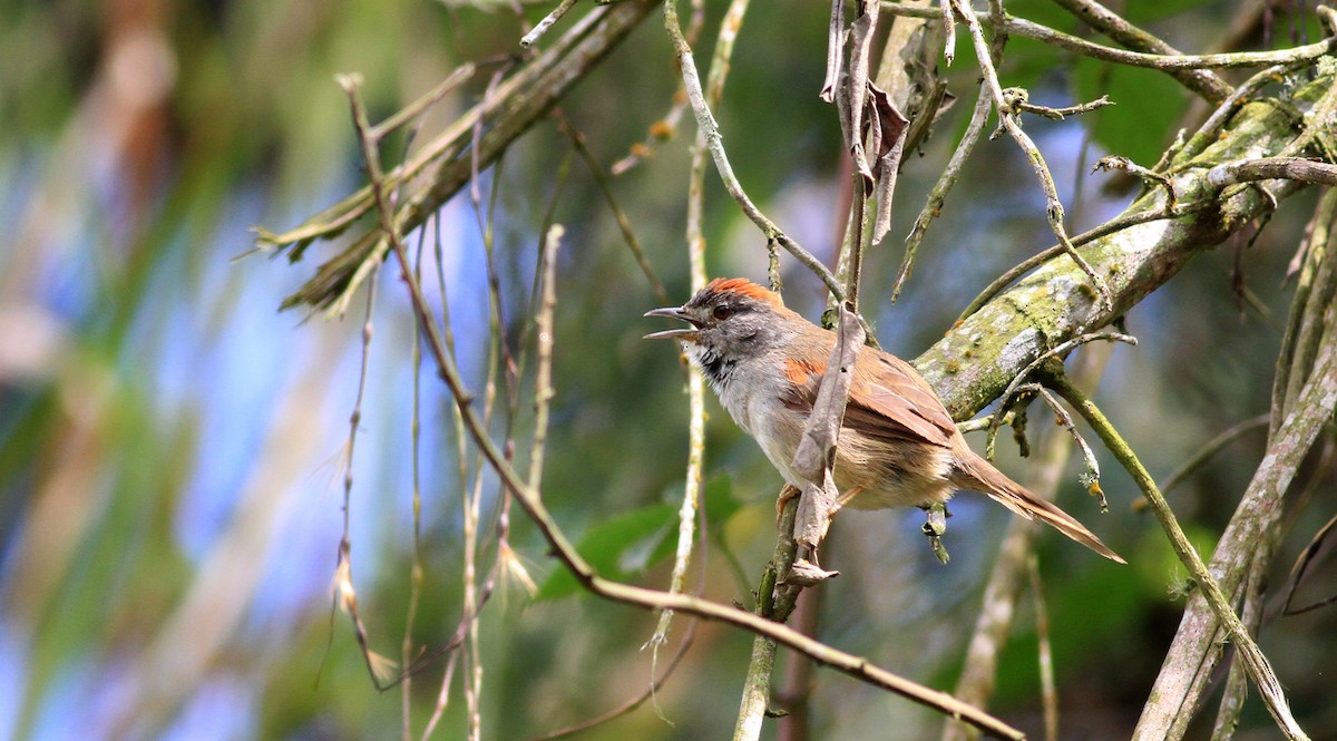 Pale-breasted Spinetail - ML22139361