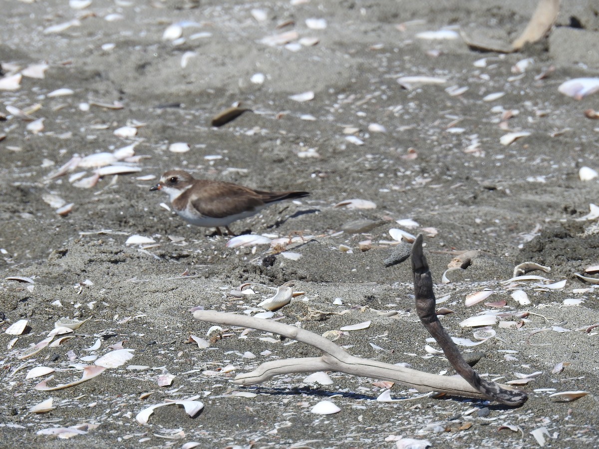 Semipalmated Plover - ML221393661