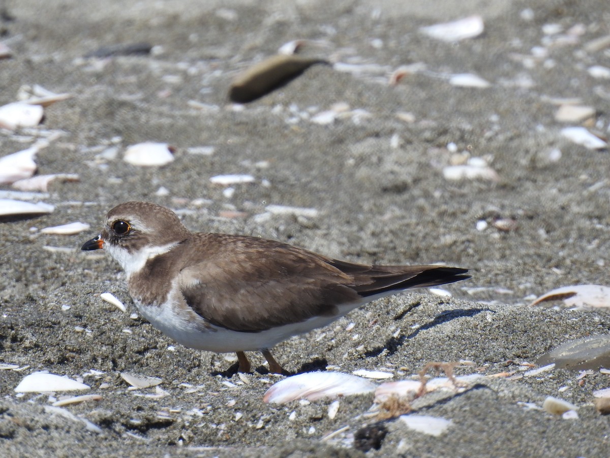 Semipalmated Plover - ML221393691