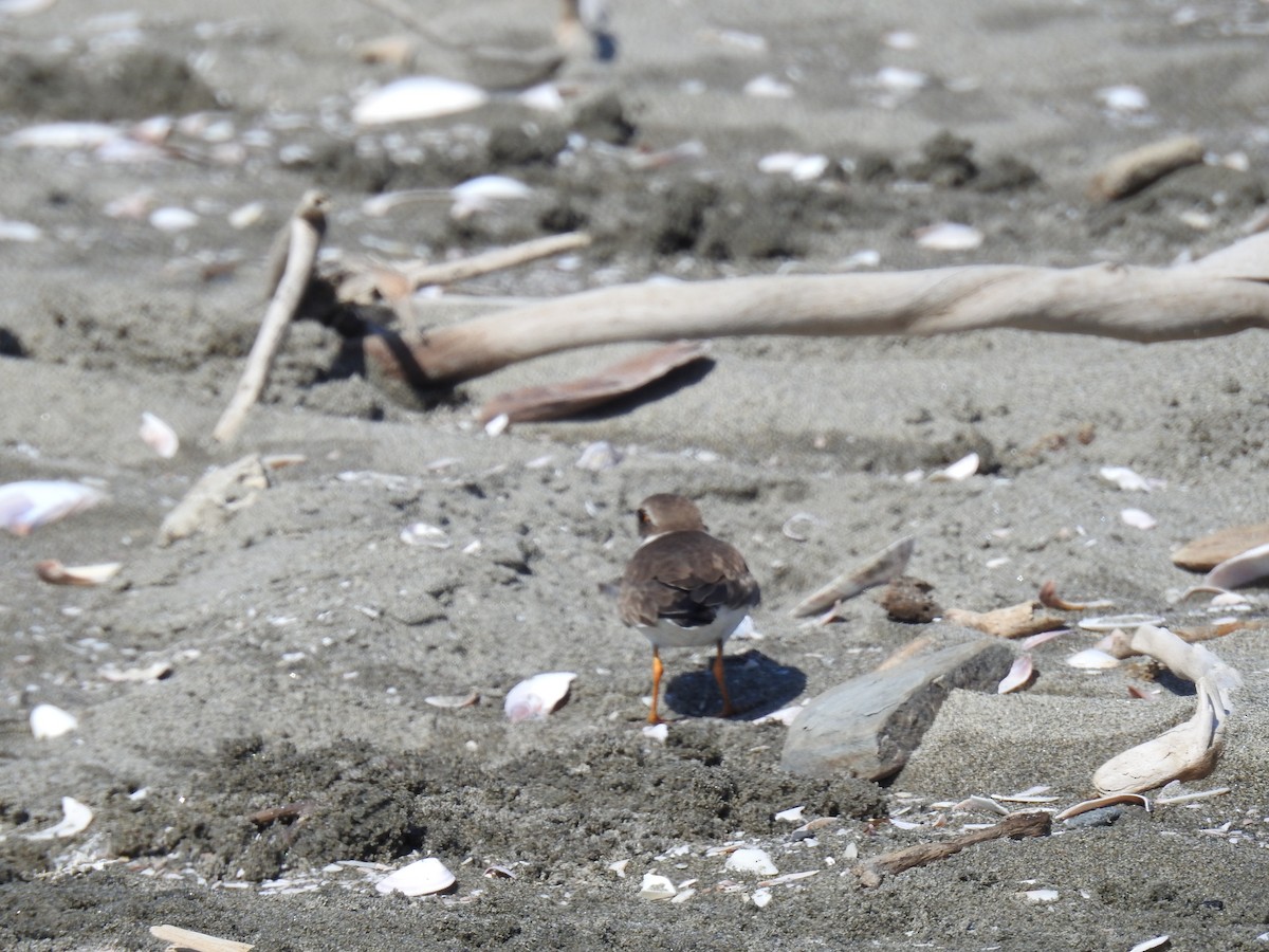 Semipalmated Plover - ML221393741