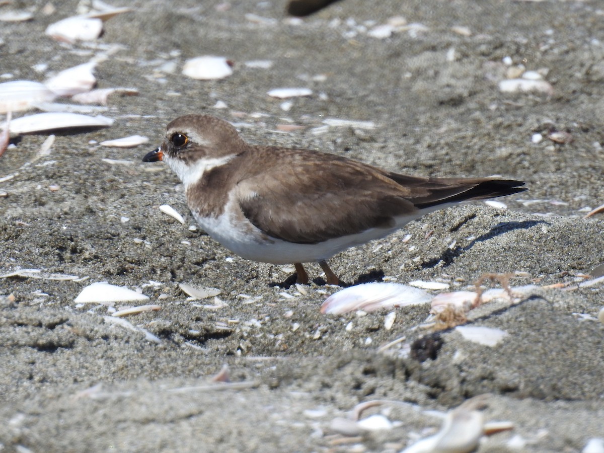 Semipalmated Plover - ML221393831