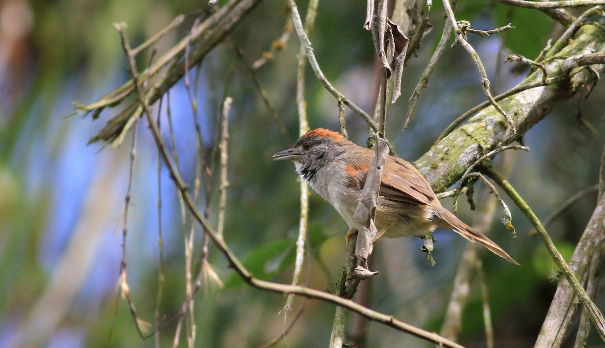 Pale-breasted Spinetail - ML22139391