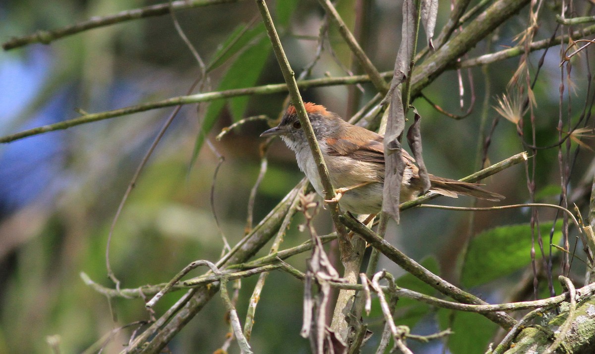 Pale-breasted Spinetail - ML22139411