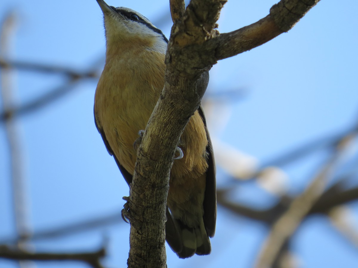 Red-breasted Nuthatch - Jim Moore