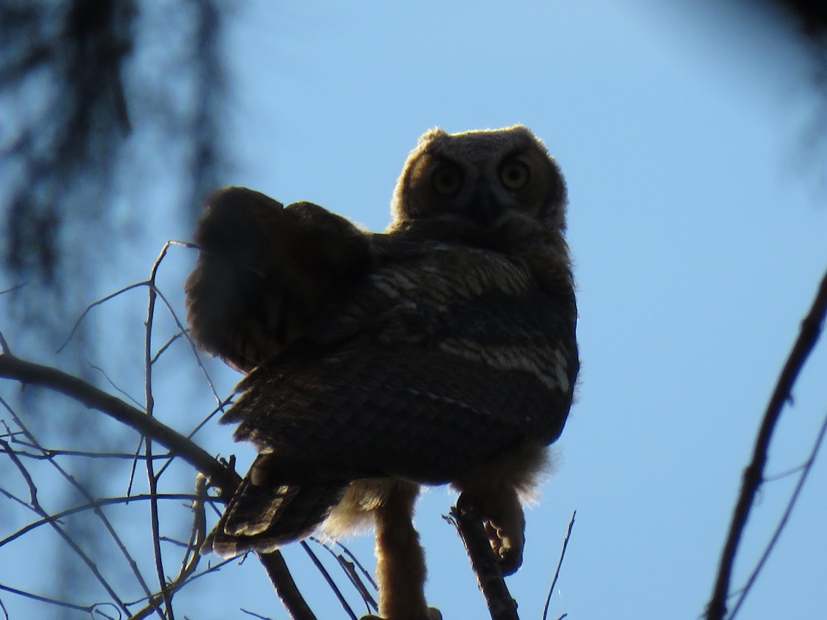 Great Horned Owl - ML221400461
