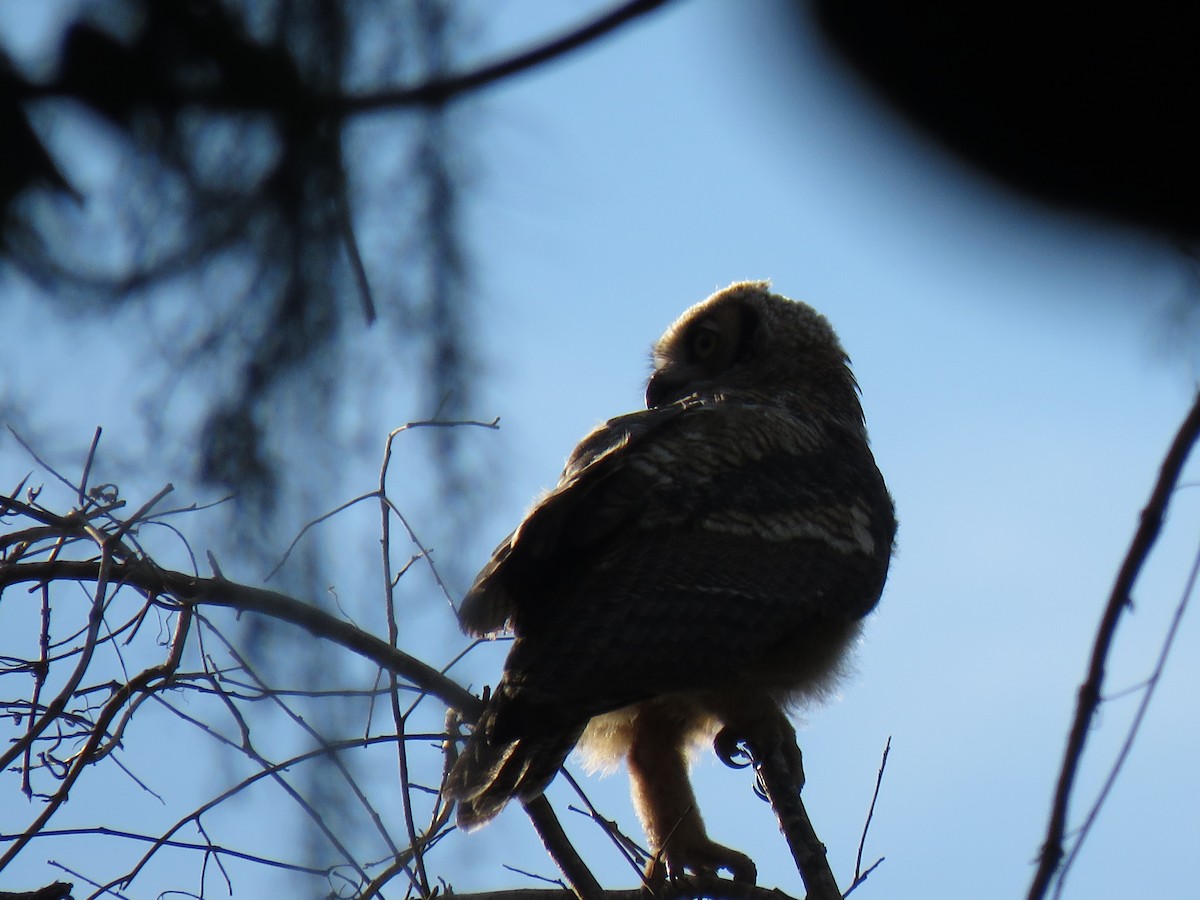 Great Horned Owl - ML221401161
