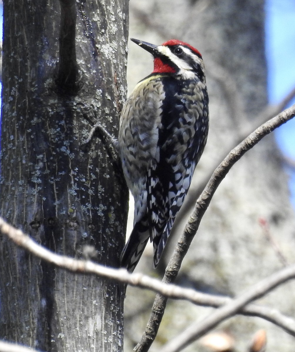 Yellow-bellied Sapsucker - Candy Giles