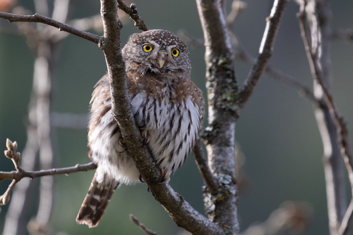 Northern Pygmy-Owl - ML221406141