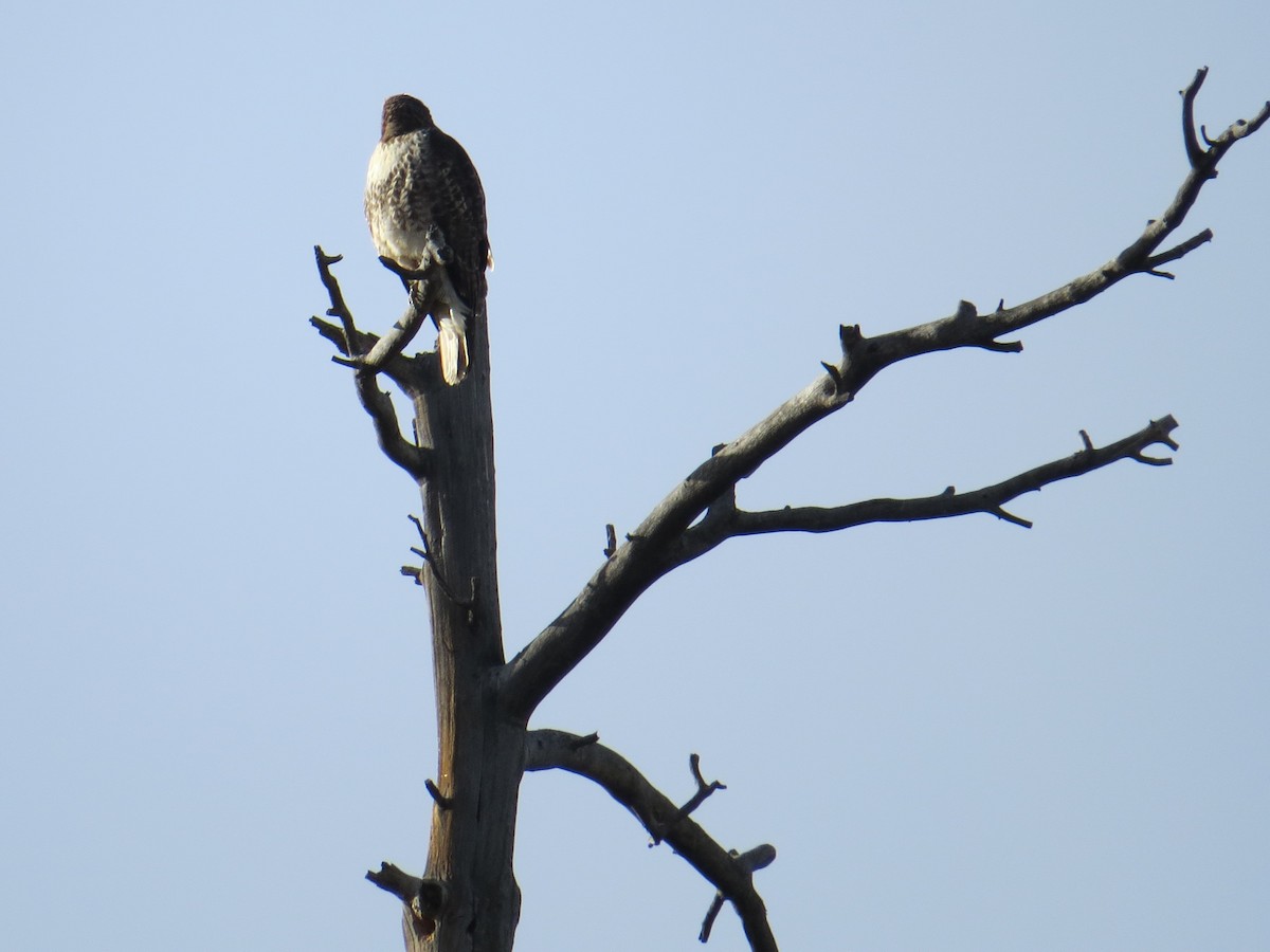 Red-tailed Hawk - ML22140801