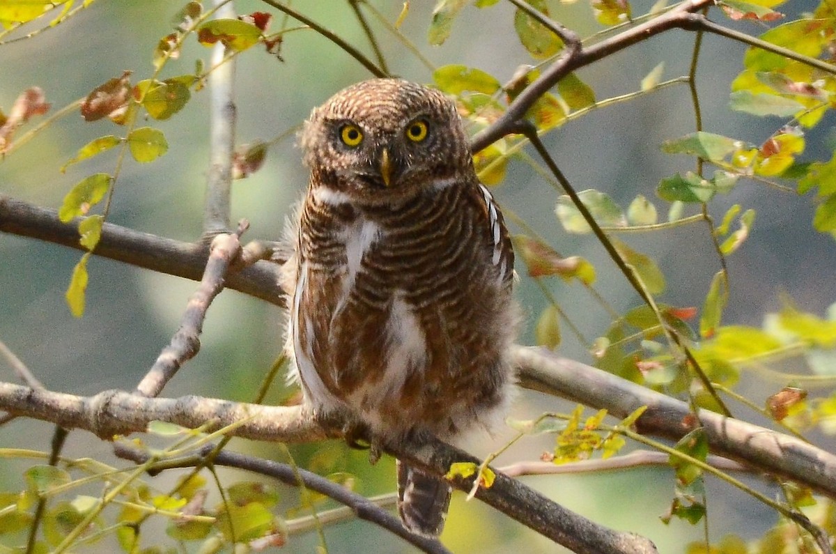 Collared Owlet - ML221411991