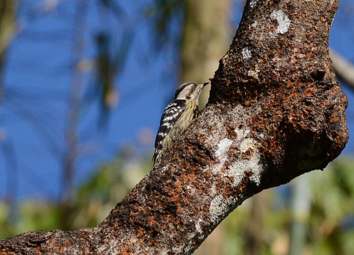 Gray-capped Pygmy Woodpecker - ML221413021