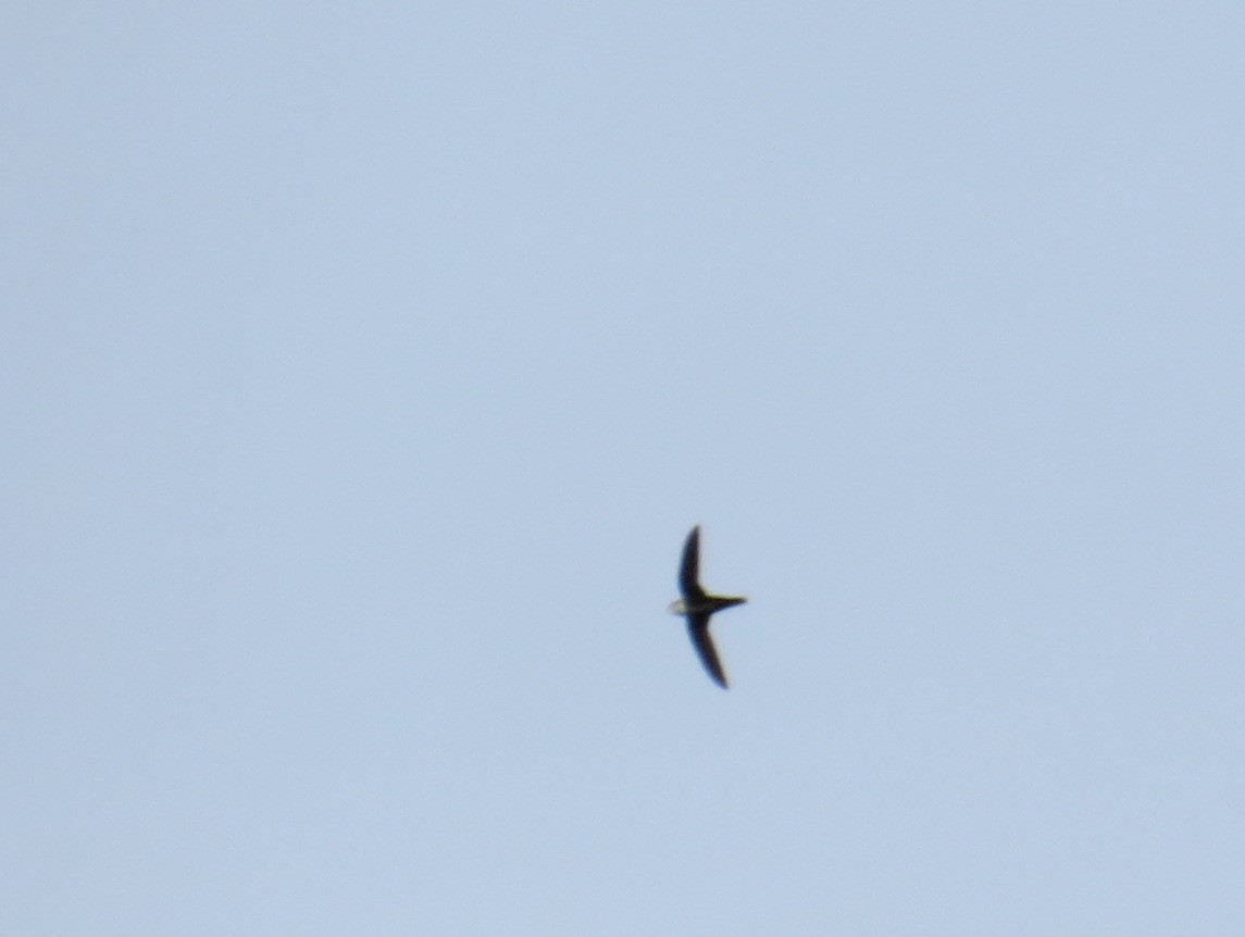 White-throated Swift - Chris O'Connell