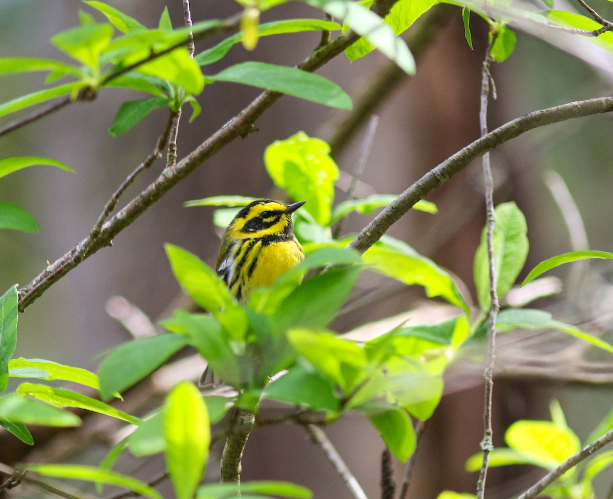 Townsend's Warbler - Marie O'Shaughnessy