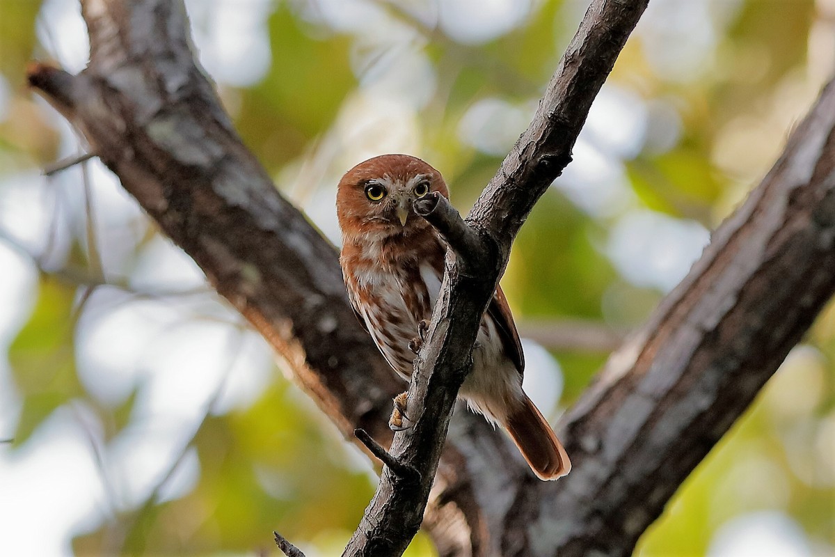 Ferruginous Pygmy-Owl - ML221414351