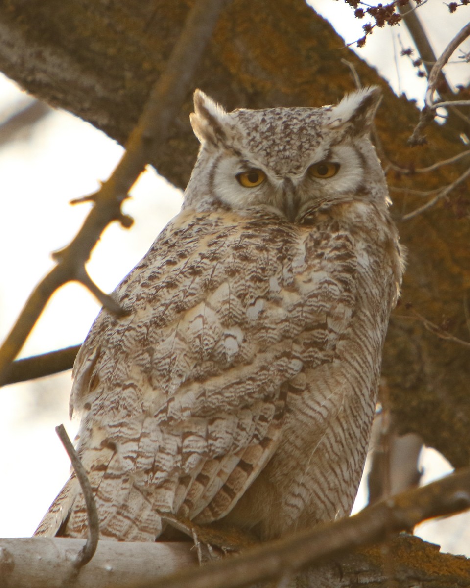 Great Horned Owl - ML221414771