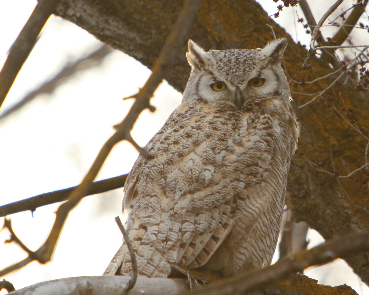 Great Horned Owl - ML221414841